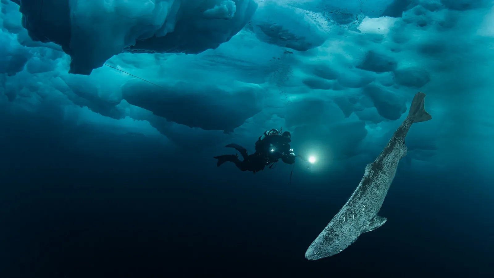 Greenland shark longevity